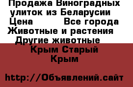 Продажа Виноградных улиток из Беларусии › Цена ­ 250 - Все города Животные и растения » Другие животные   . Крым,Старый Крым